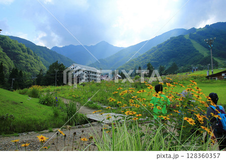 白馬五竜 高山植物園 長野県 白馬五竜 高山植物園 長野県 128360357