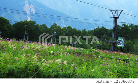 白馬五竜　高山植物園　長野県 128360378