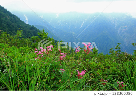 白馬五竜 高山植物園 長野県 白馬五竜 高山植物園 長野県 128360386