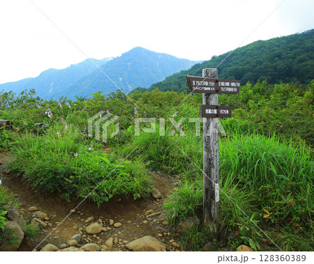白馬五竜 高山植物園 長野県 白馬五竜 高山植物園 長野県 128360389