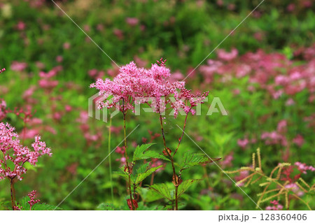 白馬五竜　高山植物園　長野県 128360406