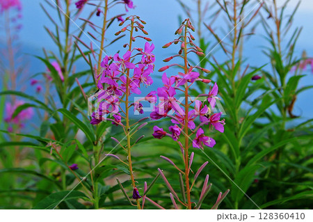 白馬五竜　高山植物園　長野県 128360410