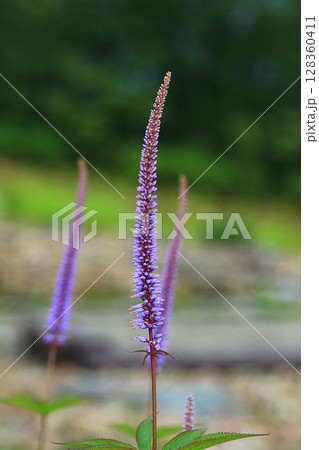 白馬五竜 高山植物園 長野県 白馬五竜 高山植物園 長野県 128360411