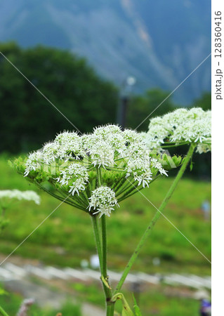 白馬五竜　高山植物園　長野県 128360416
