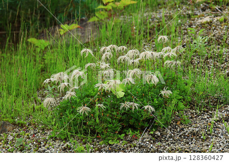 白馬五竜　高山植物園　長野県 128360427