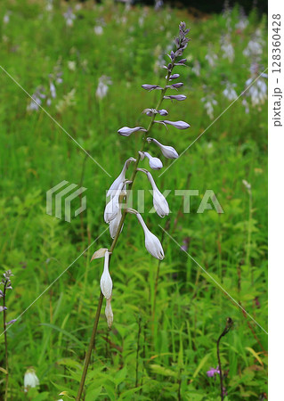 白馬五竜 高山植物園 長野県 白馬五竜 高山植物園 長野県 128360428