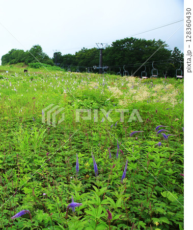 白馬五竜　高山植物園　長野県 128360430