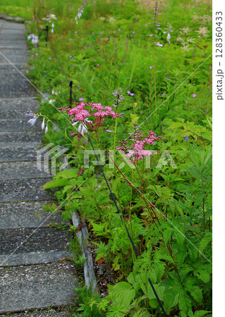 白馬五竜 高山植物園 長野県 白馬五竜 高山植物園 長野県 128360433