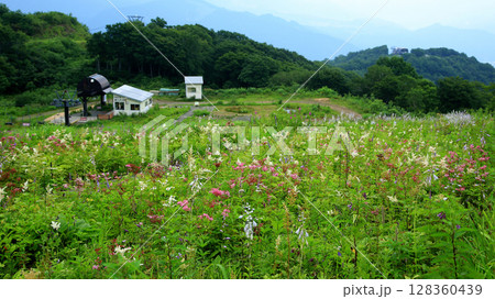 白馬五竜　高山植物園　長野県 128360439