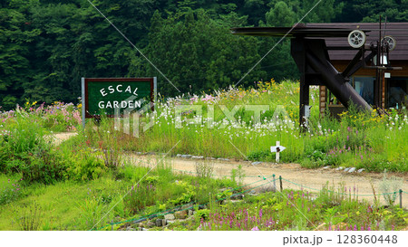 白馬五竜 高山植物園 長野県 白馬五竜 高山植物園 長野県 128360448