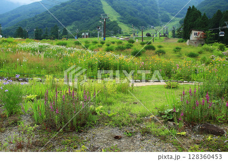 白馬五竜　高山植物園　長野県 128360453