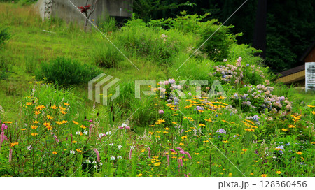 白馬五竜　高山植物園　長野県 128360456