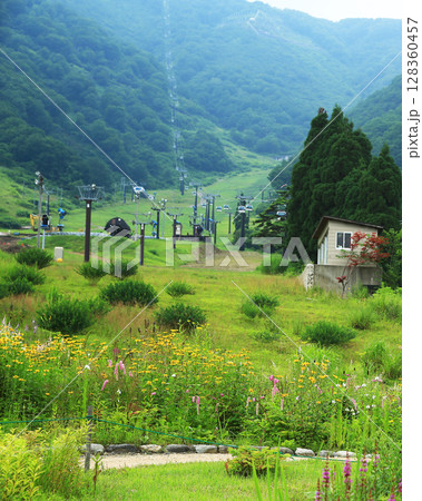 白馬五竜 高山植物園 長野県 白馬五竜 高山植物園 長野県 128360457