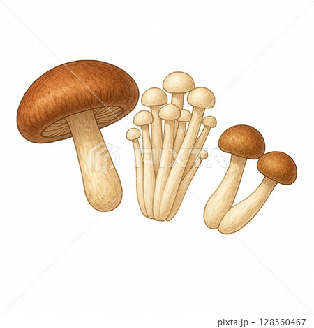 色々なキノコ 128360467