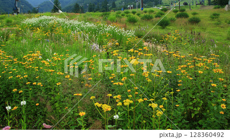 白馬五竜　高山植物園　長野県 128360492