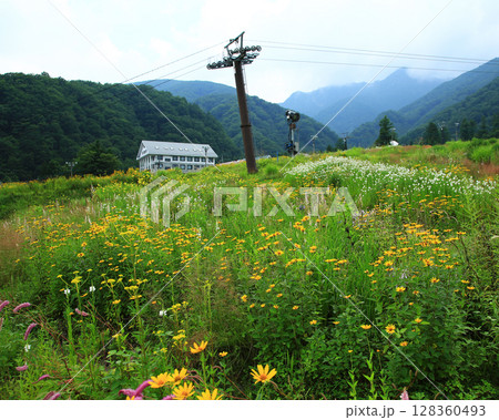 白馬五竜　高山植物園　長野県 128360493
