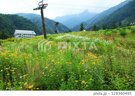 白馬五竜 高山植物園 長野県 白馬五竜 高山植物園 長野県 128360495