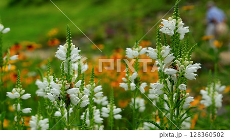 白馬五竜　高山植物園　長野県 128360502