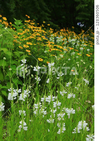 白馬五竜　高山植物園　長野県 128360506