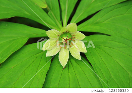 白馬五竜　高山植物園　長野県 128360520