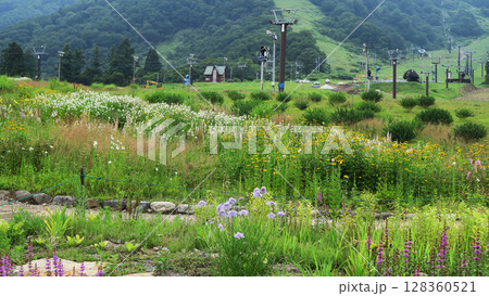 白馬五竜 高山植物園 長野県 白馬五竜 高山植物園 長野県 128360521