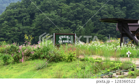 白馬五竜 高山植物園 長野県 白馬五竜 高山植物園 長野県 128360522