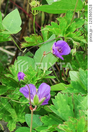 白馬五竜　高山植物園　長野県 128360528