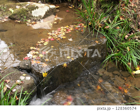 秋を感じる小川の中の小さな滝 秋を感じる小川の中の小さな滝 128360574