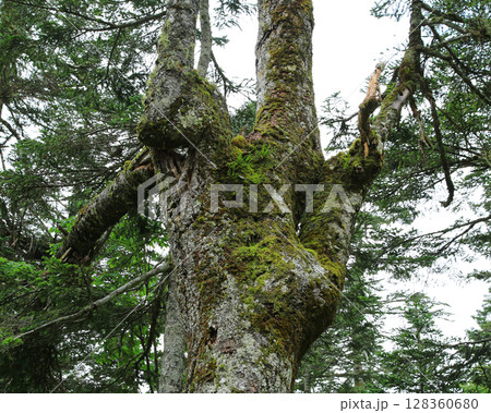 栂池自然園　長野県 128360680