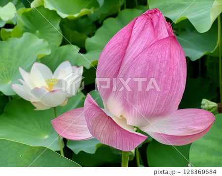 ハス池の青葉に映える蓮子の白い開花と赤い蕾(クローズアップ)〈伊賀八幡宮/愛知県岡崎市〉 128360684