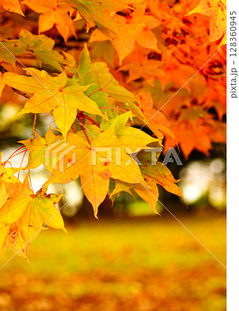 北海道富良野市にある秋の鳥沼公園の紅葉風景 北海道富良野市にある秋の鳥沼公園の紅葉風景 128360945