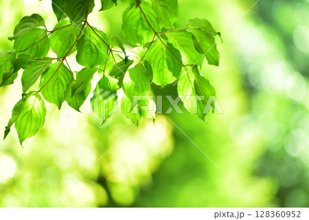 爽やか春の芽吹き 新緑 128360952