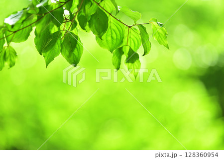爽やか春の芽吹き 新緑 爽やか春の芽吹き 新緑 128360954