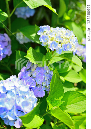 梅雨の晴れ間に咲く青い紫陽花 128360991