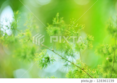 爽やか春の芽吹き 新緑 爽やか春の芽吹き 新緑 128361139