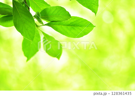 爽やか春の芽吹き 新緑 爽やか春の芽吹き 新緑 128361435
