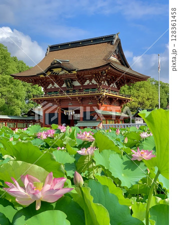青空と新緑に映える満開のハスの花と随神門〈伊賀八幡宮/愛知県岡崎市〉 128361458