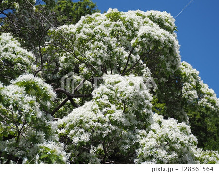 なんじゃもんじゃの木 128361564