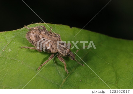 生き物　昆虫　ヤサイゾウムシ、体長八ミリ程。ざらついた感じの体に茶色系まだら模様 128362017