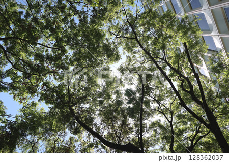 オフィス街 街路樹の木洩れ日 オフィス街 街路樹の木洩れ日 128362037