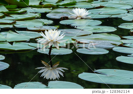 映るスイレン 映るスイレン 128362114