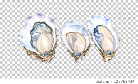 Oyster illustration with shell 128362434