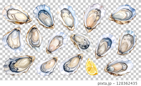 Oyster illustration with shell 128362435