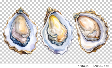 Oyster illustration with shell 128362436