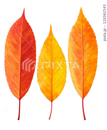 紅葉した葉っぱ 128362543