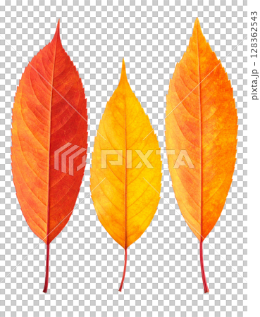 紅葉した葉っぱ 128362543