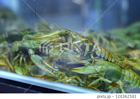 Freshwater crustaceans in a tank at a seafood market during the afternoon hours 128362581