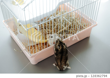 Hamster explores cage while curiously peering at the outside environment on a bright day 128362794