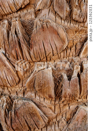 Detailed view of a textured palm tree trunk in natural light showcasing its unique patterns and structure Detailed view of a textured palm tree trunk in natural light showcasing its unique patterns and structure 128362831