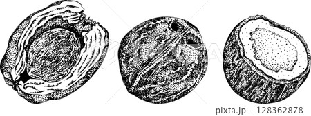 Vector engraving illustrations of coconuts. 128362878